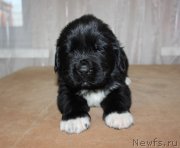 Превью фото № 138523