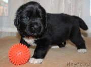 Превью фото № 138526