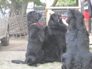 Превью фото № 138552