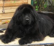 Превью фото № 138560