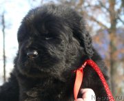 Превью фото № 138585