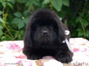 Превью фото № 138661