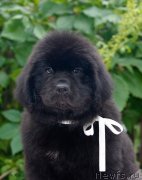 Превью фото № 138662