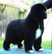 Превью фото № 138725