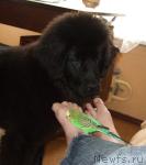 Превью фото № 13873