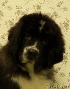 Превью фото № 138739