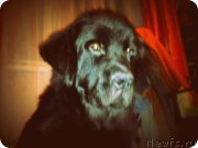 Превью фото № 138772