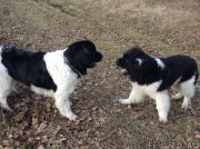 Превью фото № 138838