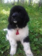 Превью фото № 138865