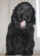 Превью фото № 138893