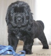 Превью фото № 138897