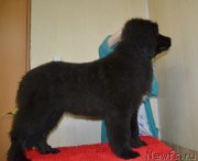 Превью фото № 138931