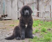 Превью фото № 138932