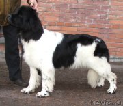 Превью фото № 138934