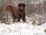 Превью фото № 138936