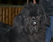 Превью фото № 138999