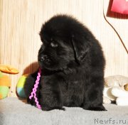 Превью фото № 139004