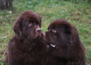 Превью фото № 139042