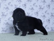 Превью фото № 139077