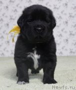 Превью фото № 139083