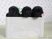 Превью фото № 139103