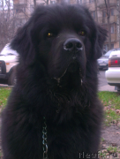 Превью фото № 139120