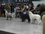 Превью фото № 139124