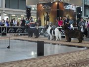 Превью фото № 139128