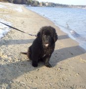 Превью фото № 139132