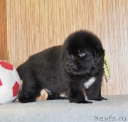 Превью фото № 139140