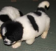 Превью фото № 139197