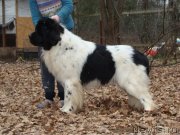 Превью фото № 139222