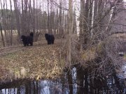 Превью фото № 139224