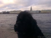 Превью фото № 139319