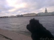 Превью фото № 139323