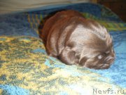 Превью фото № 139340