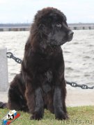 Превью фото № 139368