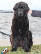 Превью фото № 139369