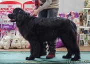 Превью фото № 139402