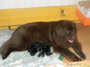 Превью фото № 139444