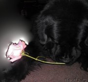 Превью фото № 139474