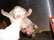 Превью фото № 139508