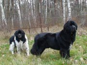 Превью фото № 139512