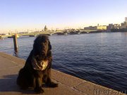 Превью фото № 139532