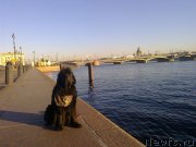 Превью фото № 139541