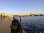 Превью фото № 139543