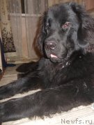 Превью фото № 139547