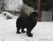 Превью фото № 139623