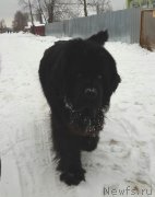 Превью фото № 139624