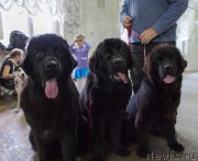 Превью фото № 139634